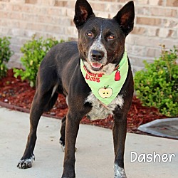 Thumbnail photo of Dasher #1