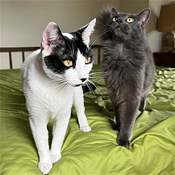 Photo of Alvin & Smoky- bonded pair