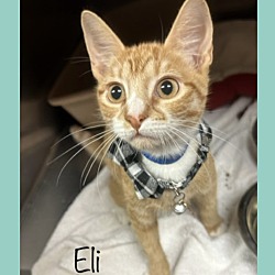 Thumbnail photo of ELI #2