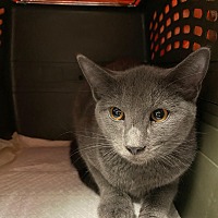adopt a pet