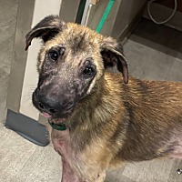 adopt a pet