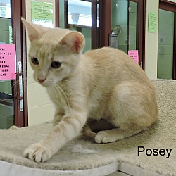 Thumbnail photo of Posey #2