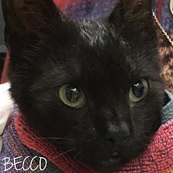 Thumbnail photo of Becco #2
