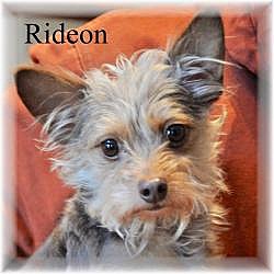 Thumbnail photo of Rideon #1