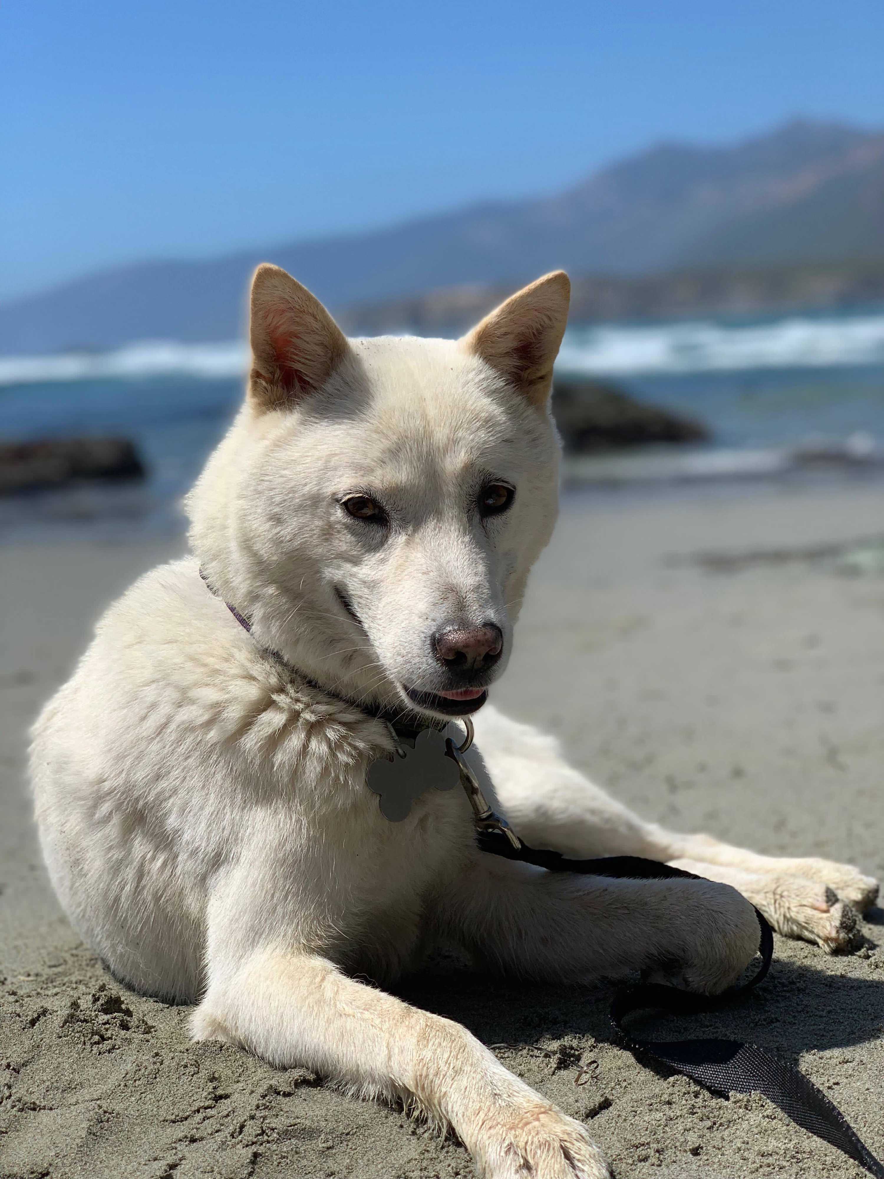 Los Angeles Ca Jindo Meet Loki A Pet For Adoption