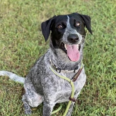 Boulder Co Australian Cattle Dog Meet Luca A Pet For Adoption