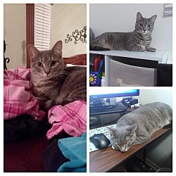Photo of Ember