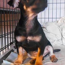 Thumbnail photo of Humphrey - Xena Puppy #3