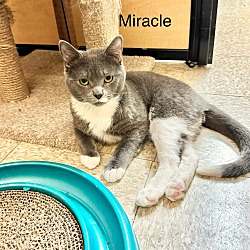 Photo of Miracle