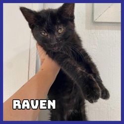 Thumbnail photo of Raven #1