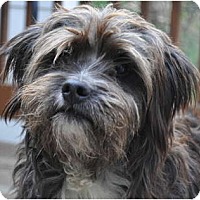 Atlanta Ga Norfolk Terrier Meet Kyle A Pet For Adoption