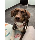 Adopt A Pet :: Sophie - Jackson, MI