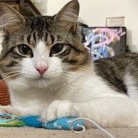 adopt-pet