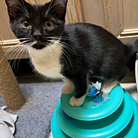 adopt-pet