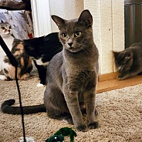 adopt a pet