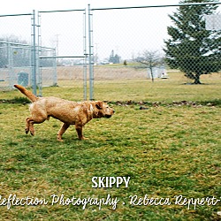 Thumbnail photo of Skippy *Foster* #2