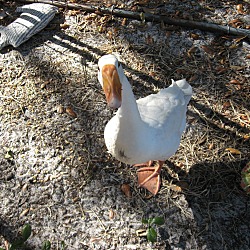 Thumbnail photo of Goosey-Goose :o) #2