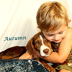 Thumbnail photo of Autumn~adopted! #1
