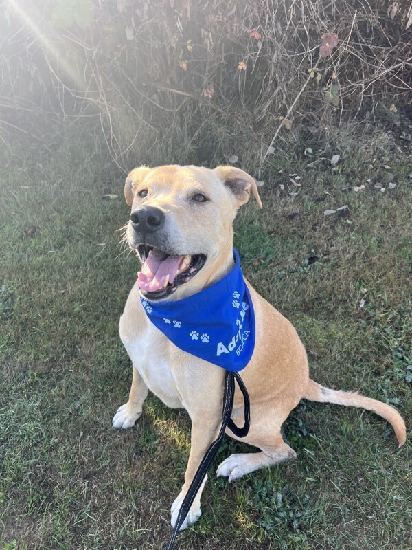 Adopt Apollo a Labrador Retriever / Pit Bull Terrier / Mixed dog in