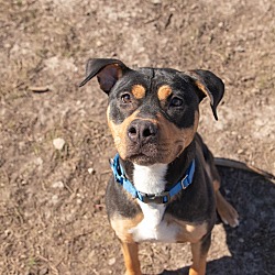 Photo of Bob The Dog