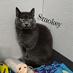 Thumbnail photo of Smokey #4