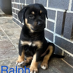 Thumbnail photo of Ralph #3