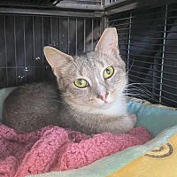 adopt a pet