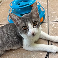 adopt a pet