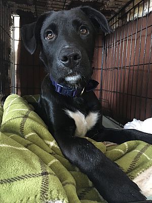 Regina Sk Labrador Retriever Meet Yothers A Pet For Adoption