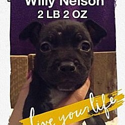 Thumbnail photo of Willy Nelson #2