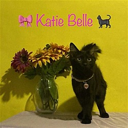 Photo of Katie Belle - Bonded Pair
