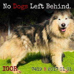 Thumbnail photo of Igor 7419 #1