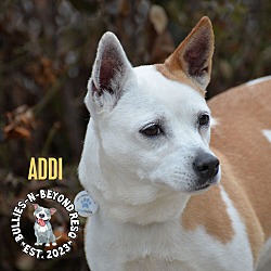 Thumbnail photo of Addi #1