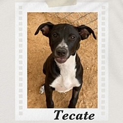 Photo of Tecate