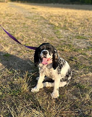 Renton, WA - Cocker Spaniel. Meet Ivy a Pet for Adoption - AdoptaPet.com