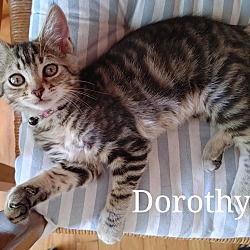 Thumbnail photo of Dorothy #2