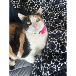 Photo of Patches