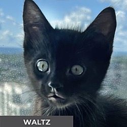 Thumbnail photo of Waltz #1