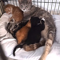 adopt a pet