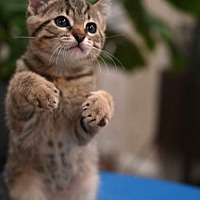 adopt a pet