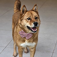adopt a pet
