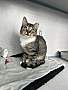 ALFIE - Domestic Shorthair available for adoption