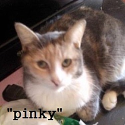 Thumbnail photo of Pinky #1