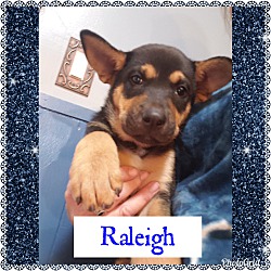 Photo of Raleigh