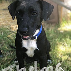 Thumbnail photo of Oreo “Cookie” adoption Pending #4
