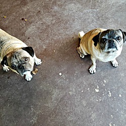 pug puppies for sale dfw