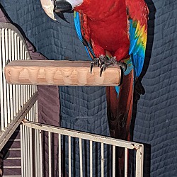 Thumbnail photo of Ruby - Scarlet macaw #2
