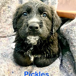 Thumbnail photo of PICKLES #3