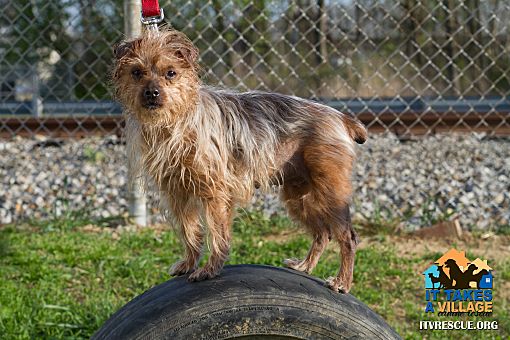 Evansville In Yorkie Yorkshire Terrier Meet Roxie A Pet For Adoption