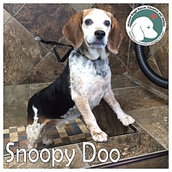 Photo of Snoopy Doo